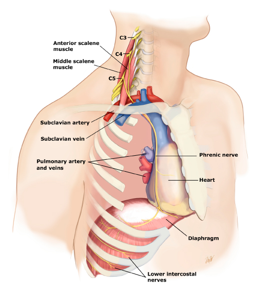 right-phrenic-nerve-course-the-barefoot-dragonfly